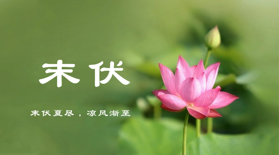 叮!请查收您的专属末伏养生指南!